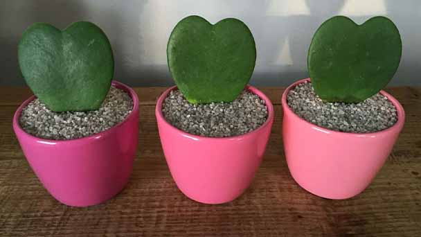 Heart Hoya Plant Care & Propagation Guide
