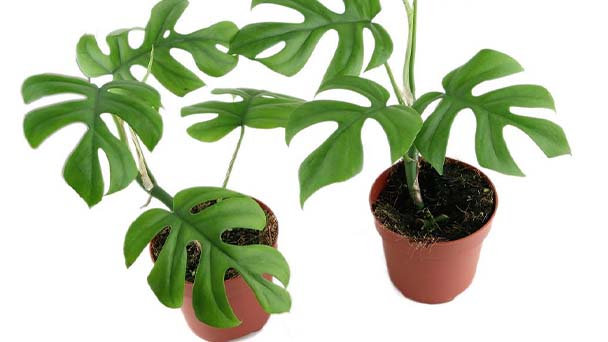 Philodendron Monstera Care & Propagation Guide