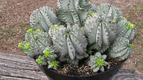 Euphorbia Cactus Care & Propagation Guide