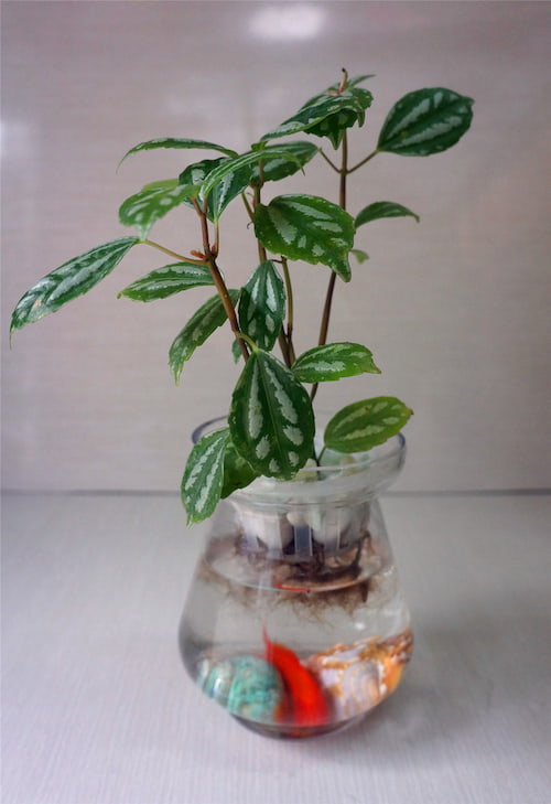 grow Aluminum Plant in water