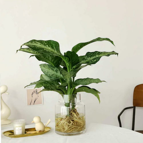 Grow Chinese evergreen in water