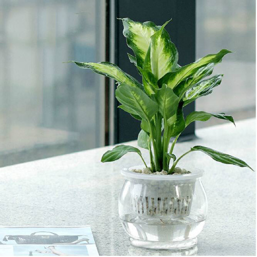 Grow Dumb Cane in water