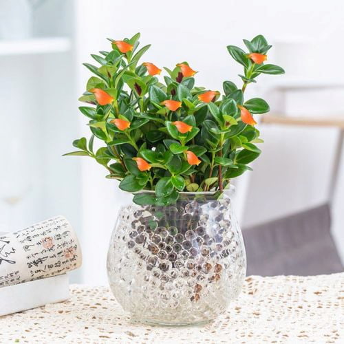 Grow Goldfish plant in water