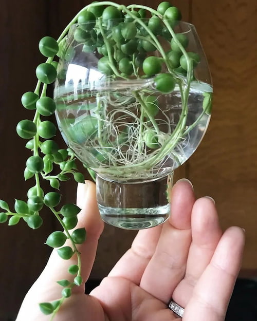String of Pearls Plant in water