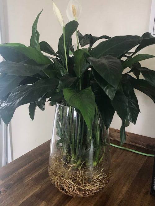 Grow peace lily in water