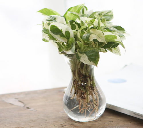 Grow Pearls and Jade Pothos in water