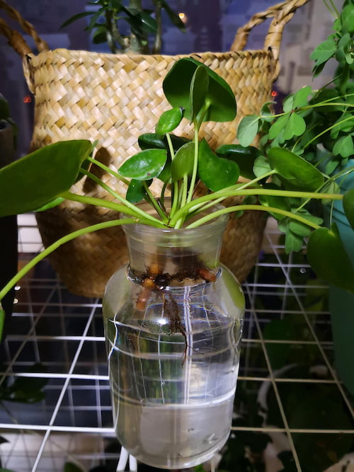 grow Pilea Peperomioides in water