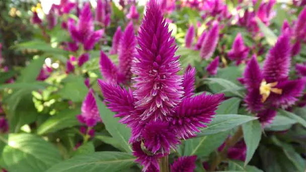 Celosia Flower Care & Propagation Guide