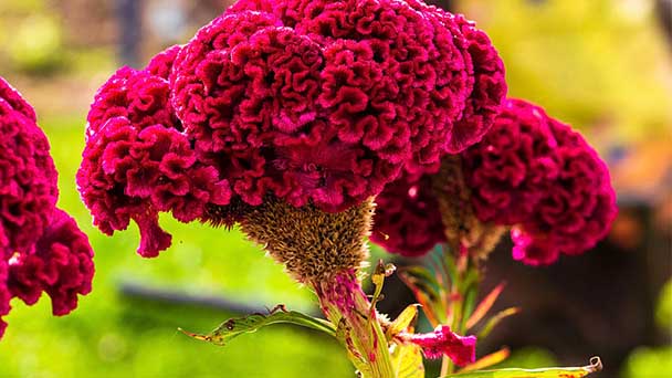 Celosia Flower Care & Propagation Guide