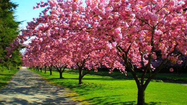 Rainier Cherry Tree Care & Propagation Guide
