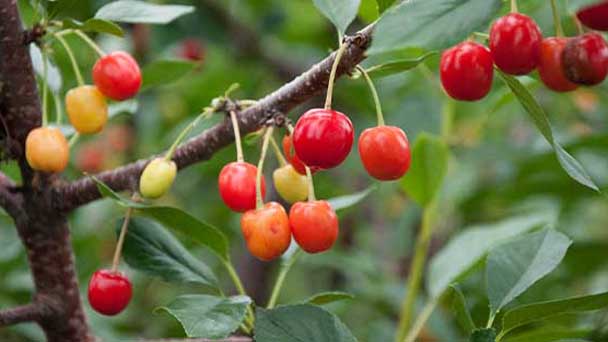 Rainier Cherry Tree Care & Propagation Guide