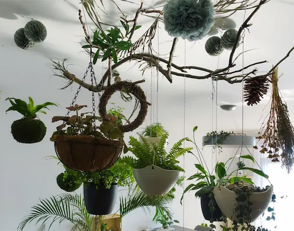 Top 30 Best Indoor Hanging Plants That Beauty Your Home