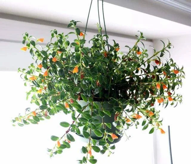 Hanging Goldfish Plant
