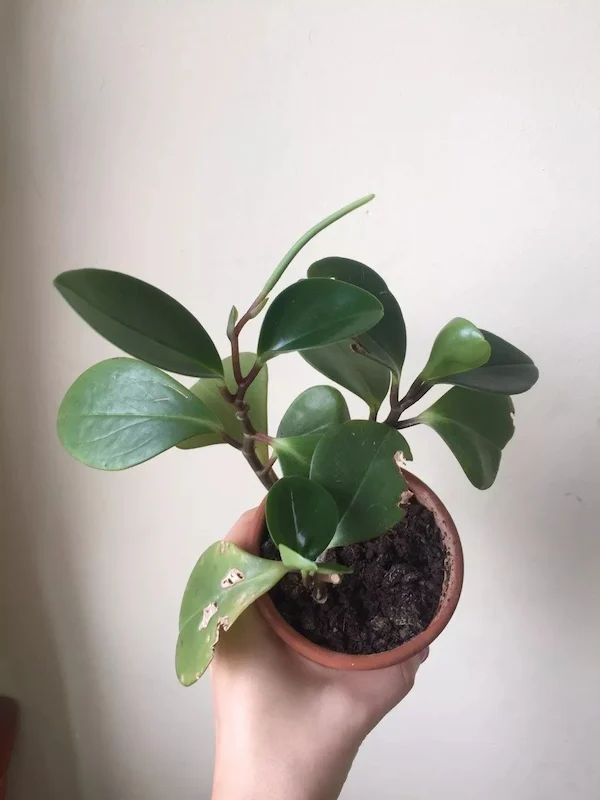 Peperomia Obtusifolia (Baby Rubber Plant)