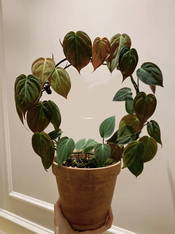 Hanging Philodendron Micans