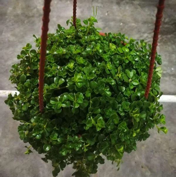 Hanging Baby Tears Plant