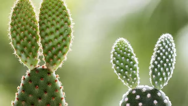 Bunny Ear Cactus Care & Propagation Guide