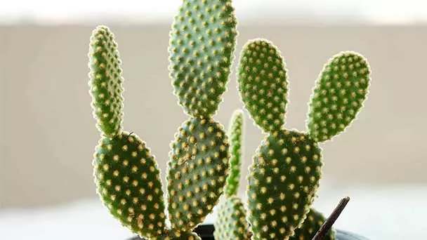 Bunny Ear Cactus Care & Propagation Guide