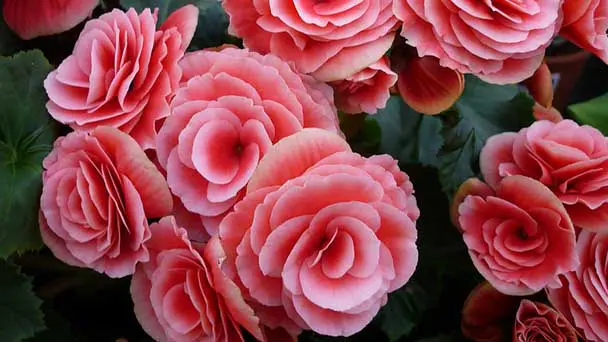 Begonia Plant Care & Propagation Guide