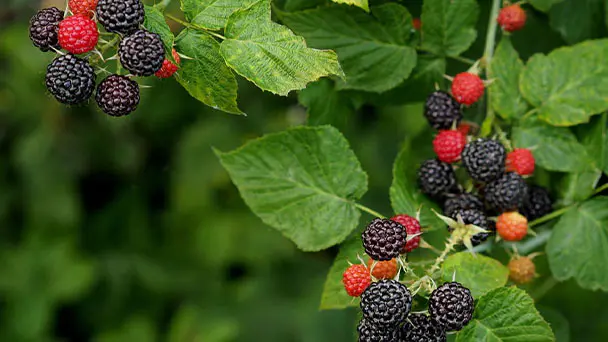 Black Raspberries Care & Propagation Guide