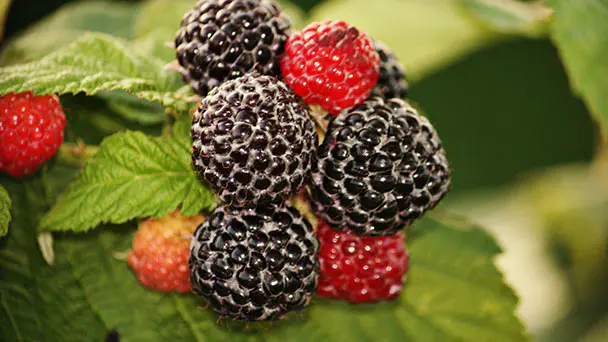 Black Raspberries Care & Propagation Guide