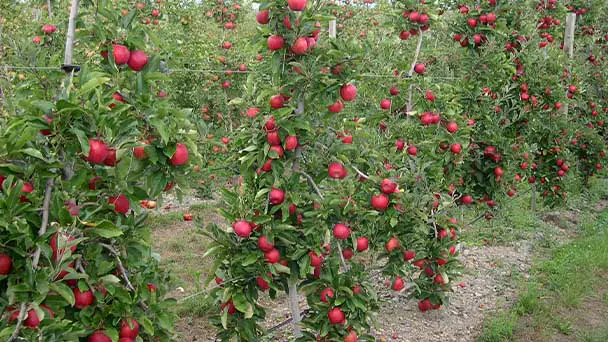 Gala Apple Tree Care & Propagation Guide