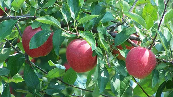 Gala Apple Tree Care & Propagation Guide