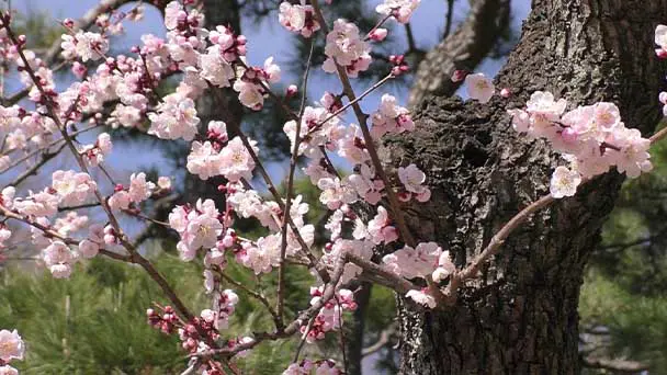 Japanese Plum Tree Care & Propagation Guide