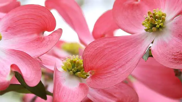 Red Dogwood Trees Care & Propagation Guide