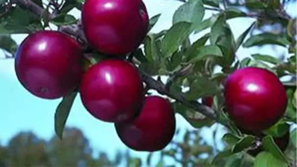 Arkansas Black Apple Tree Care & Propagation Guide