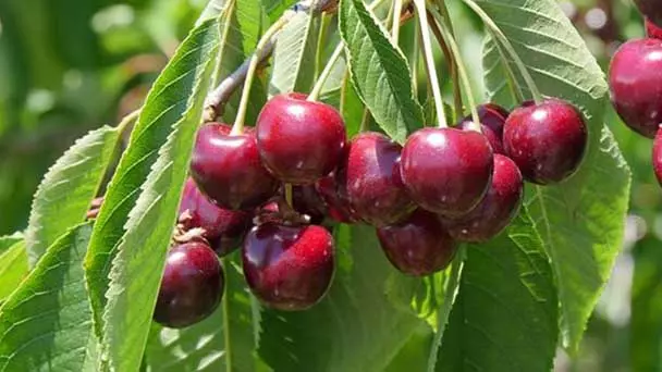 Bing Cherry Tree Care & Propagation Guide