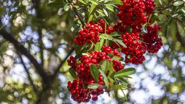Bing cherry tree Care & Propagation Guide