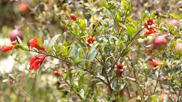 Granadas Fruit Tree Care & Propagation Guide