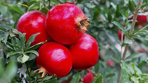 Granadas Fruit Tree Care & Propagation Guide