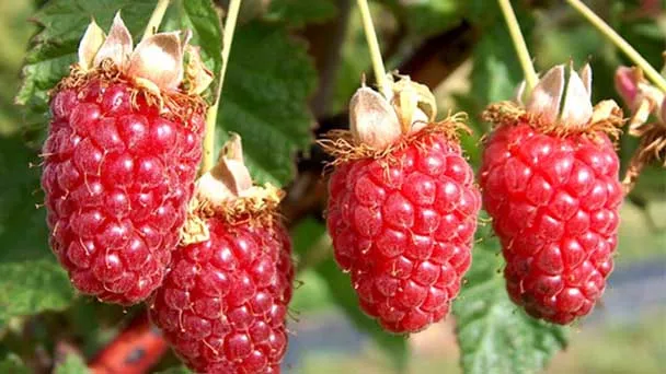 How to grow Tayberry - Tayberry Care & Propagation Guide