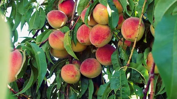 Peach Tree Care & Propagation: How To Grow Peaches