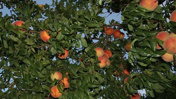 Peach Tree Care & Propagation: How To Grow Peaches