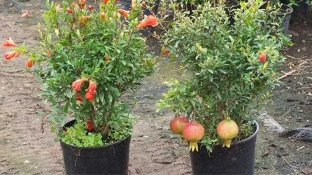 Pomegranate tree Grow & Propagation in Pot
