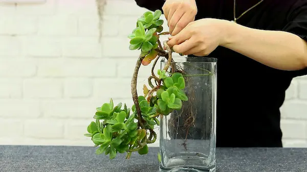 How to Grow Plants in Water