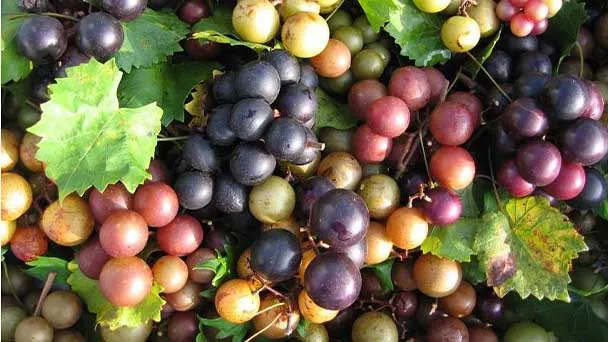How to grow and care for muscadine grapes