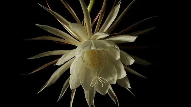 some cactus are particularly easy to bloom at night, and the flowering is very amazing.