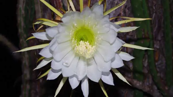 8 Kinds of Night Blooming Cereus