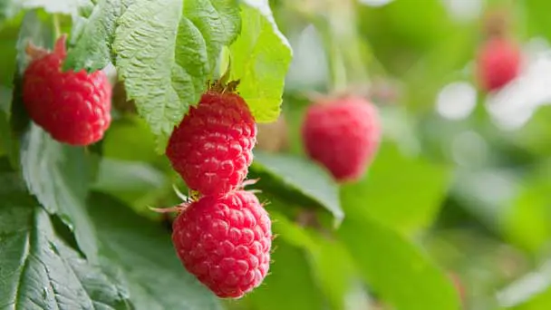 Raspberry Bush(Raspberry Plant) Grow, Care, Propagation and Havest