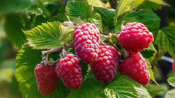 Raspberry Bush(Raspberry Plant) Grow, Care, Propagation and Havest