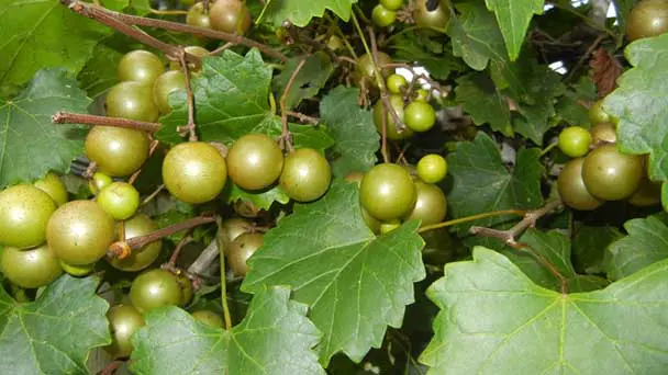 Scuppernong Growing, Propagation and Pruning Guide