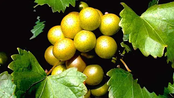 Scuppernong Growing, Propagation and Pruning Guide