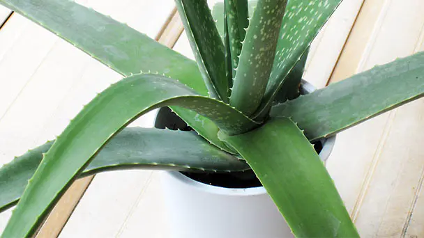 Best 20 Air Purifying House Plants - Improve Your Health