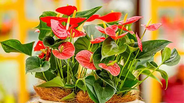 Best 15 Indoor Plants for Low Light 2021
