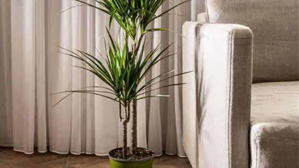 Best 15 Indoor Plants for Low Light 2021