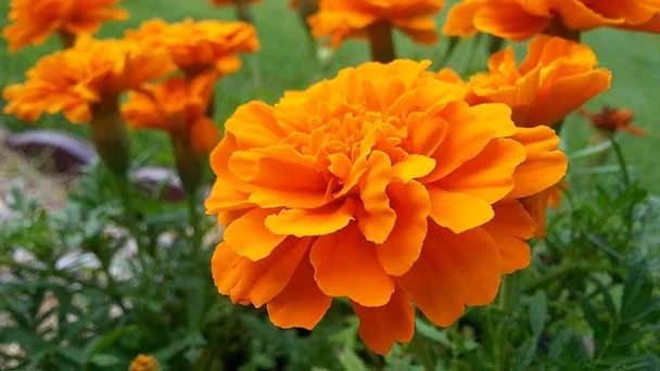Top 30 Fall Flowers to Plant - Beautiful Autumn Flowers